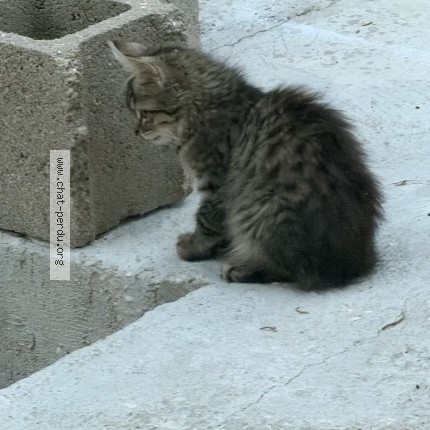 Photo 4/5 Chat trouvé Trouvé à Pithiviers