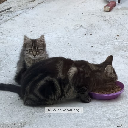 Photo 5/5 Chat trouvé Trouvé à Pithiviers