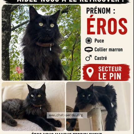 Photo de chat perdu à Le Bignon