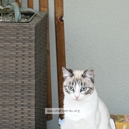 Photo de chat perdu à Mont De Marsan