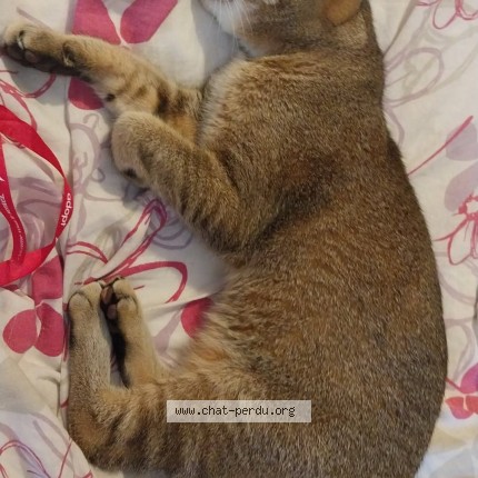 Photo 1/1 Coquinette Chat perdu à Elbeuf