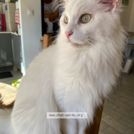 Photo 1/1 Chat retrouvé Perdu à Golfe Juan