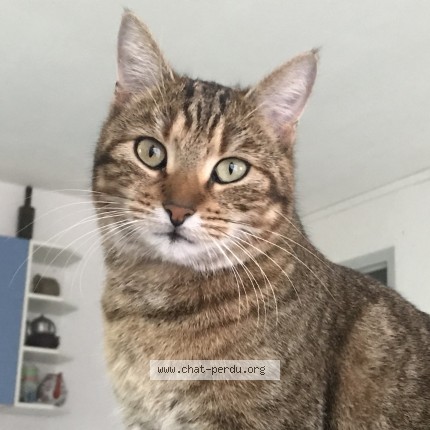 Photo de chat perdu à Saint Maurice En Chalencon
