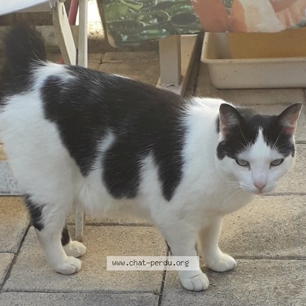 Photo 1/1 minette Chat perdu à Bourg En Bresse