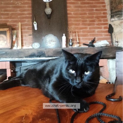 Photo de chat perdu à Pisieu