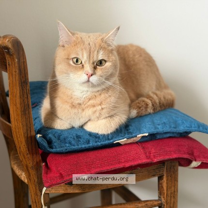 Photo 1/1 Chatouille Chat perdu à Marly