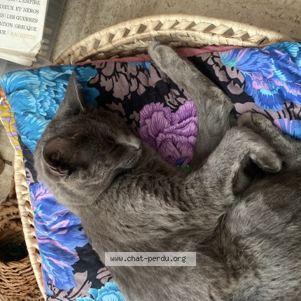 Photo 1/1 Balkis Chat perdu à Pouldreuzic