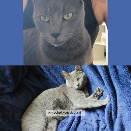 Photo de chat perdu à Lodeve