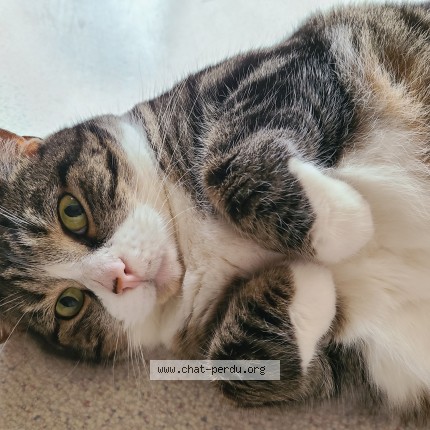 Photo de chat perdu à Fougeres