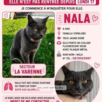 Photo de chat perdu à Riom