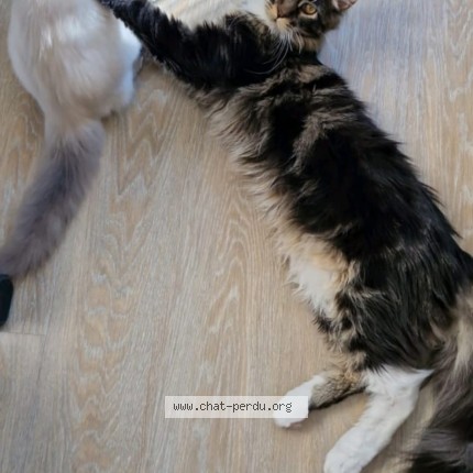 Photo de chat perdu à Noisiel