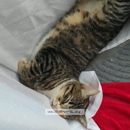 Photo de chat perdu à Civray