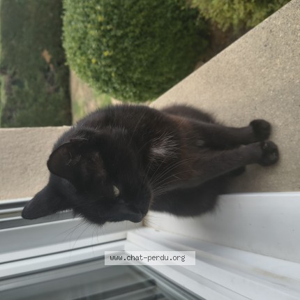 Photo 1/1 Chat trouvé Trouvé à Saint Cyr Les Champagnes