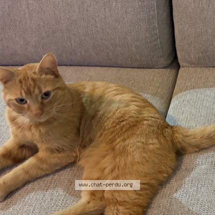 Photo de chat perdu à Limoges