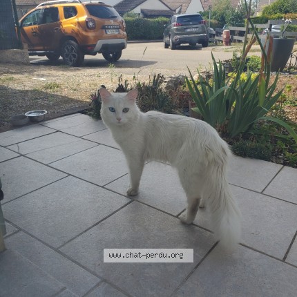 Photo 1/1 Chat trouvé Trouvé à Bourg En Bresse
