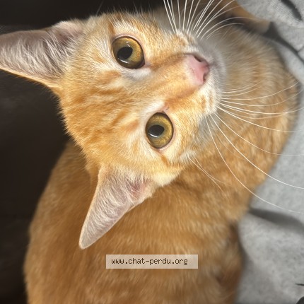 Photo de chat perdu à Toulouse