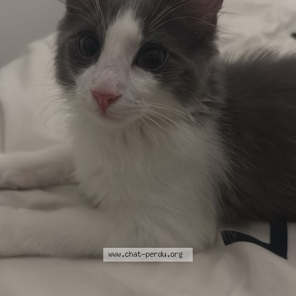 Photo de chat perdu à Gonesse