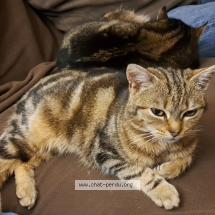 Photo de chat perdu à Chatillon Sur Indre