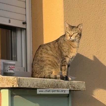Photo de chat perdu à Vouneuil Sous Biard