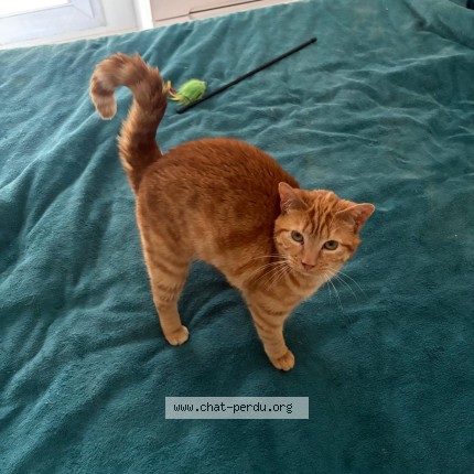 Photo de chat perdu à Rennes