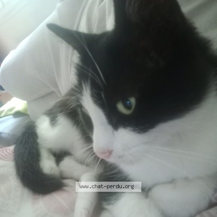 Photo de chat trouvé à Toutry