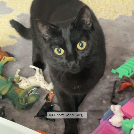 Photo de chat perdu à Puteaux