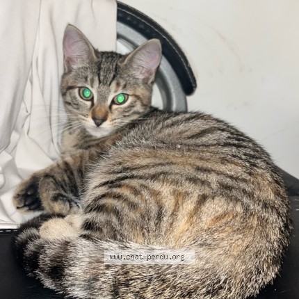 Photo de chat perdu à Montigny Les Cormeilles