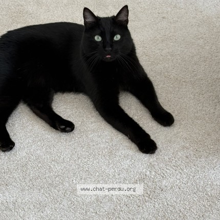 Photo de chat perdu à Tournefeuille