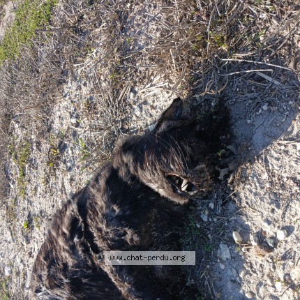 Photo 1/1 Chat trouvé Trouvé à St Sulpice De Royan