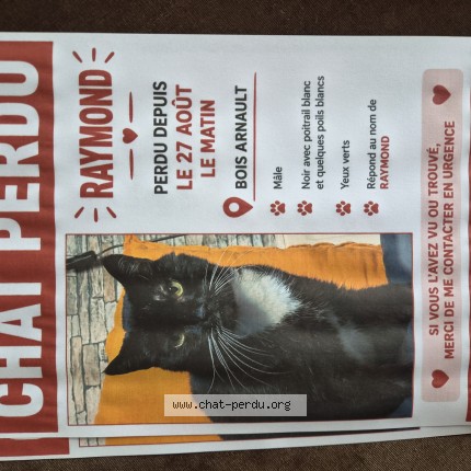 Photo de chat perdu à Bois Arnault