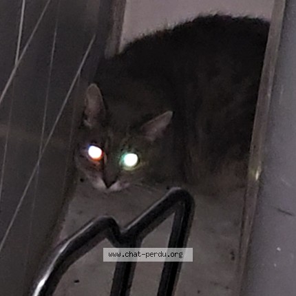 Photo 1/1 Chat trouvé Trouvé à Vanves