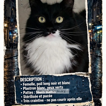 Photo de chat perdu à Beauvais