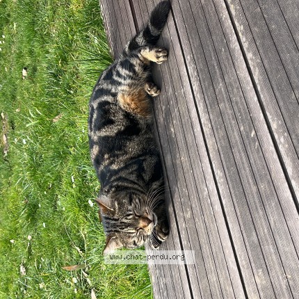 Photo de chat perdu à L Hay Les Roses