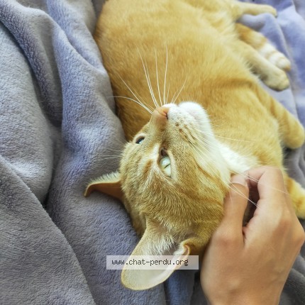 Photo de chat perdu à Quimper