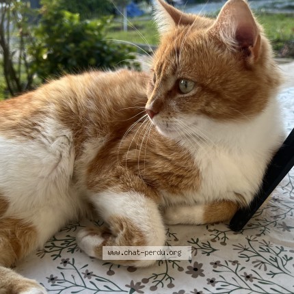 Photo de chat perdu à Boulazac Isle Manoire