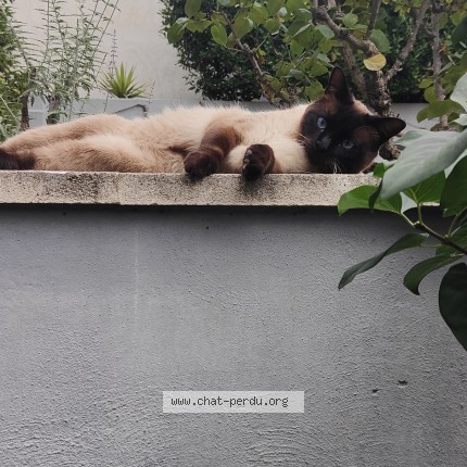 Photo de chat perdu à Eyragues