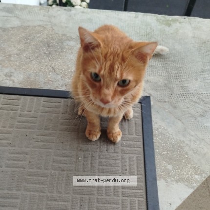 Photo 1/1 Chat trouvé Trouvé à Chauny