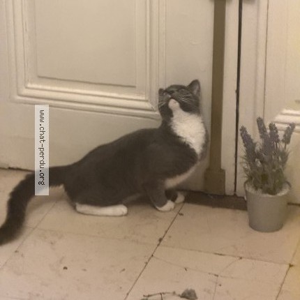 Photo 2/3 luna Chat perdu à Paris