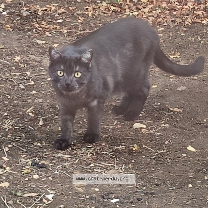 Photo 1/1 Chat trouvé Trouvé à Athus