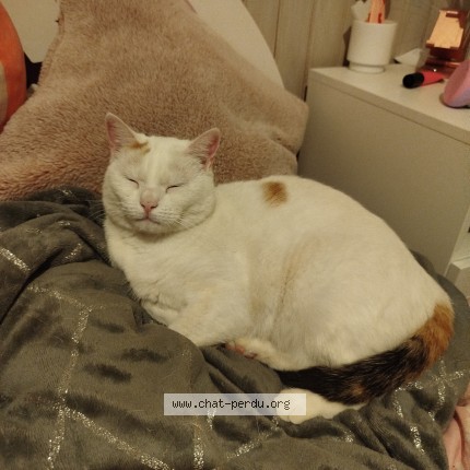 Photo de chat perdu à Cournon