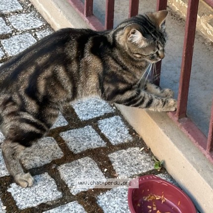 Photo 1/2 Chat trouvé Trouvé à Pantin