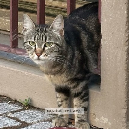 Photo 2/2 Chat trouvé Trouvé à Pantin