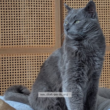 Photo de chat perdu à Chatou
