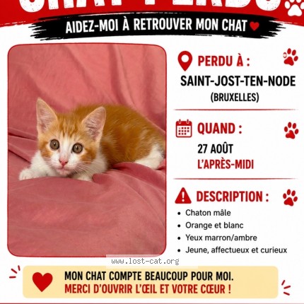 Photo 2/2 Ginger Chat perdu à Saint Joost Ten Node