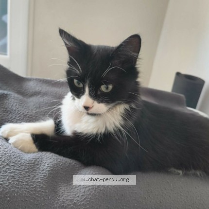 Photo de chat trouvé à Lyon