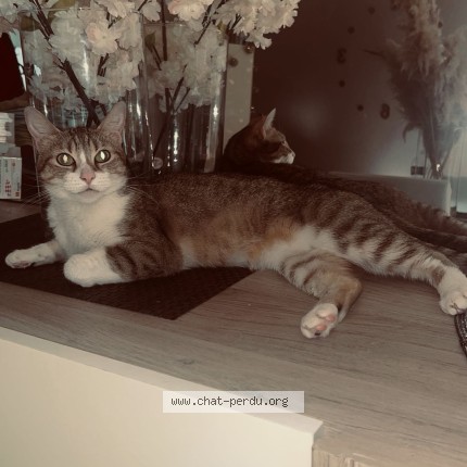 Photo de chat perdu à Valliquerville