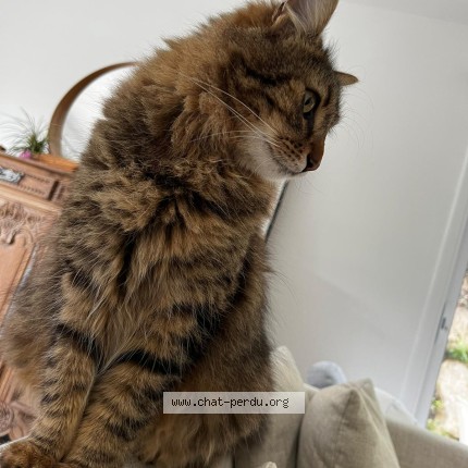 Photo 1/1 Filaos Chat perdu à Messanges