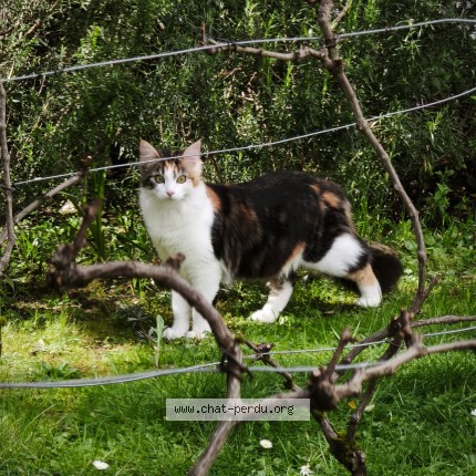 Photo de chat perdu à Nantes