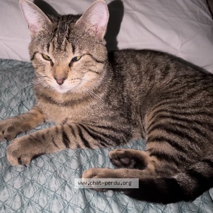 Photo de chat perdu à Corbeil Essonnes