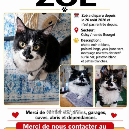 Photo de chat perdu à Cuisy